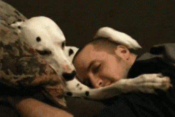 Dogs GIF
